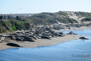 2015-01-15 Elephant Seal Visitor Center