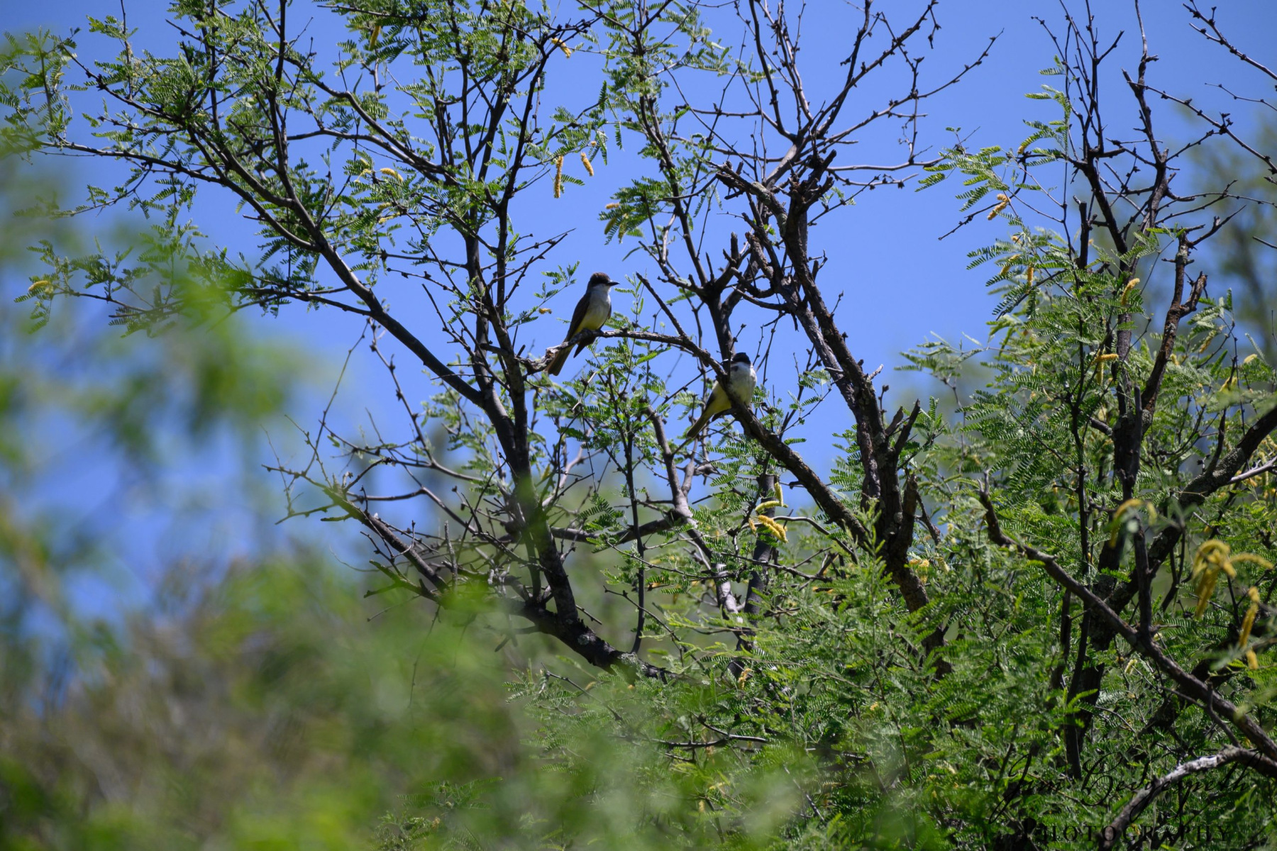 2019-05-16Patagonia_SierraVista_RioRicoDSC_2078-scaled