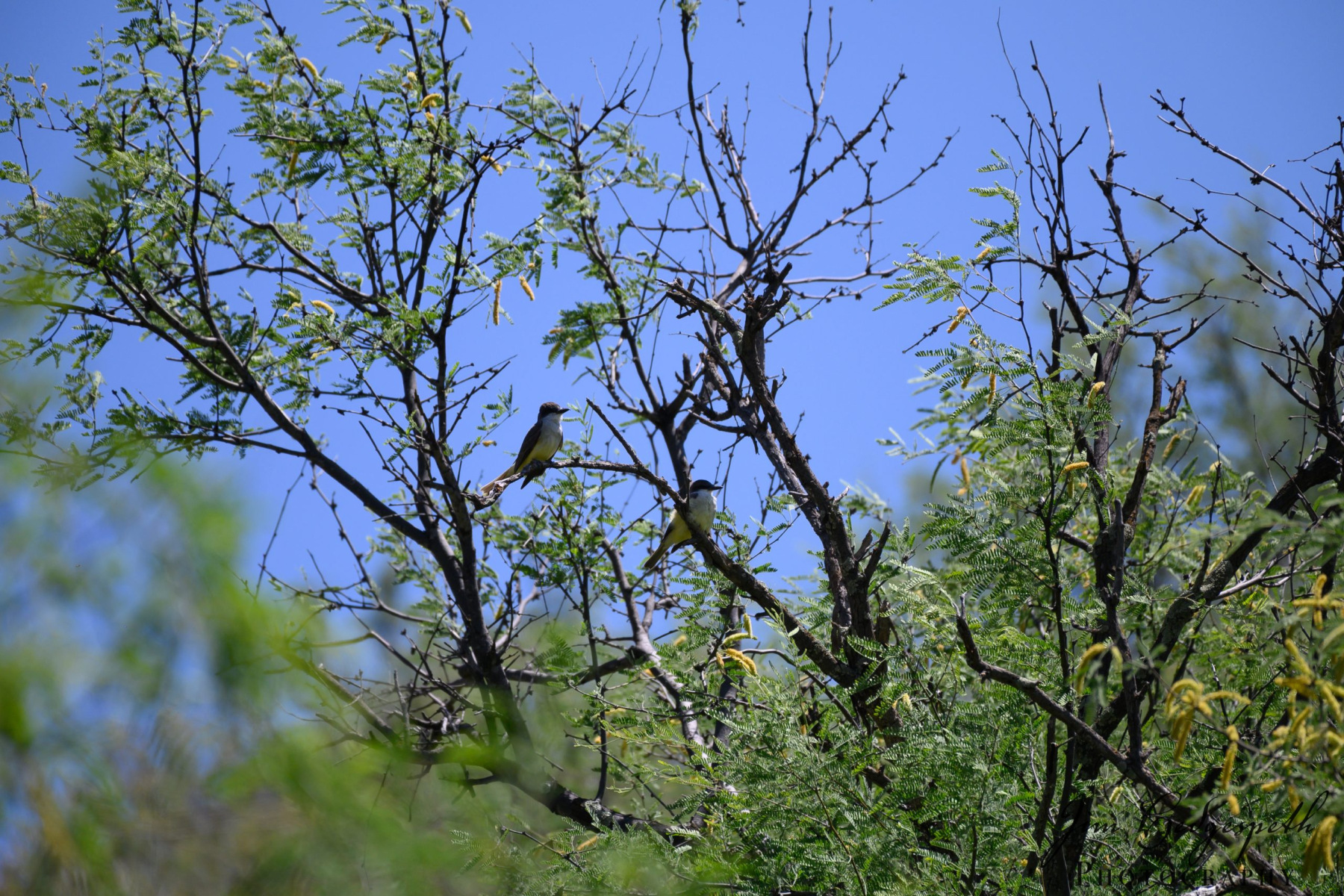 2019-05-16Patagonia_SierraVista_RioRicoDSC_2085-scaled