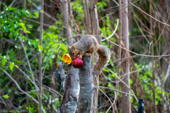 2021-04-03MoreBirdsAndViewFromRoomInSanAntonioTXDSC_7449-scaled