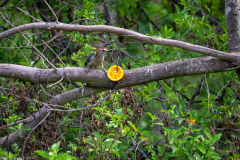 2021-04-03MoreBirdsAndViewFromRoomInSanAntonioTXDSC_7450-scaled