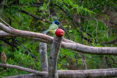 2021-04-03MoreBirdsAndViewFromRoomInSanAntonioTXDSC_7453-scaled
