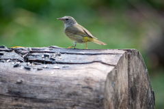 2021-04-03MoreBirdsAndViewFromRoomInSanAntonioTXDSC_7454-scaled
