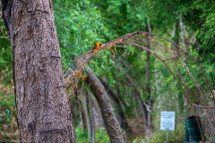2021-04-03MoreBirdsAndViewFromRoomInSanAntonioTXDSC_7455-scaled