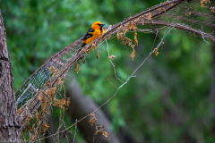 2021-04-03MoreBirdsAndViewFromRoomInSanAntonioTXDSC_7457-scaled