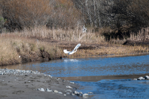 2025-01-11 Muir Woods And Beach