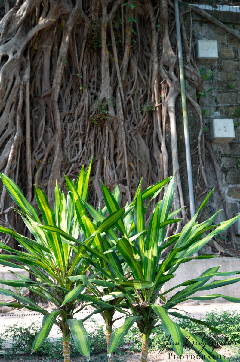 2025-04-02KowloonParkDSC_1367-scaled