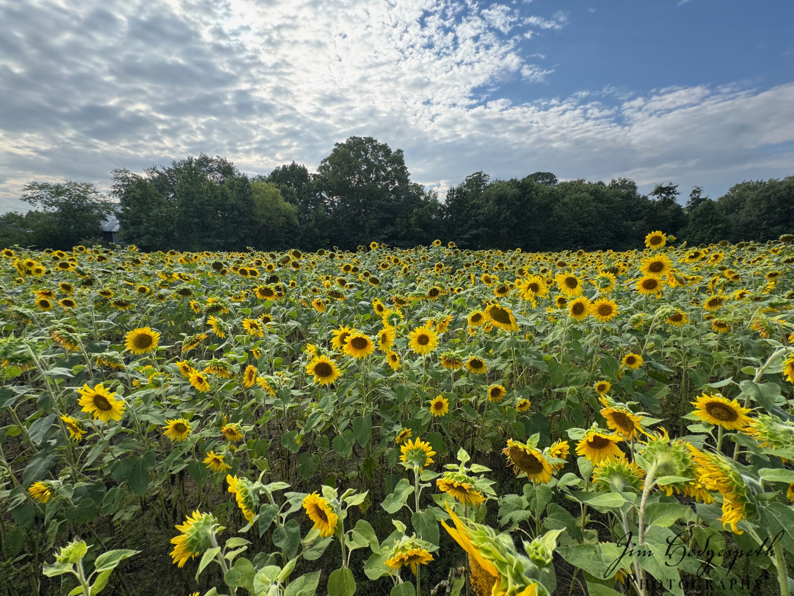 2026-08-18Sunflowers-4322-scaled