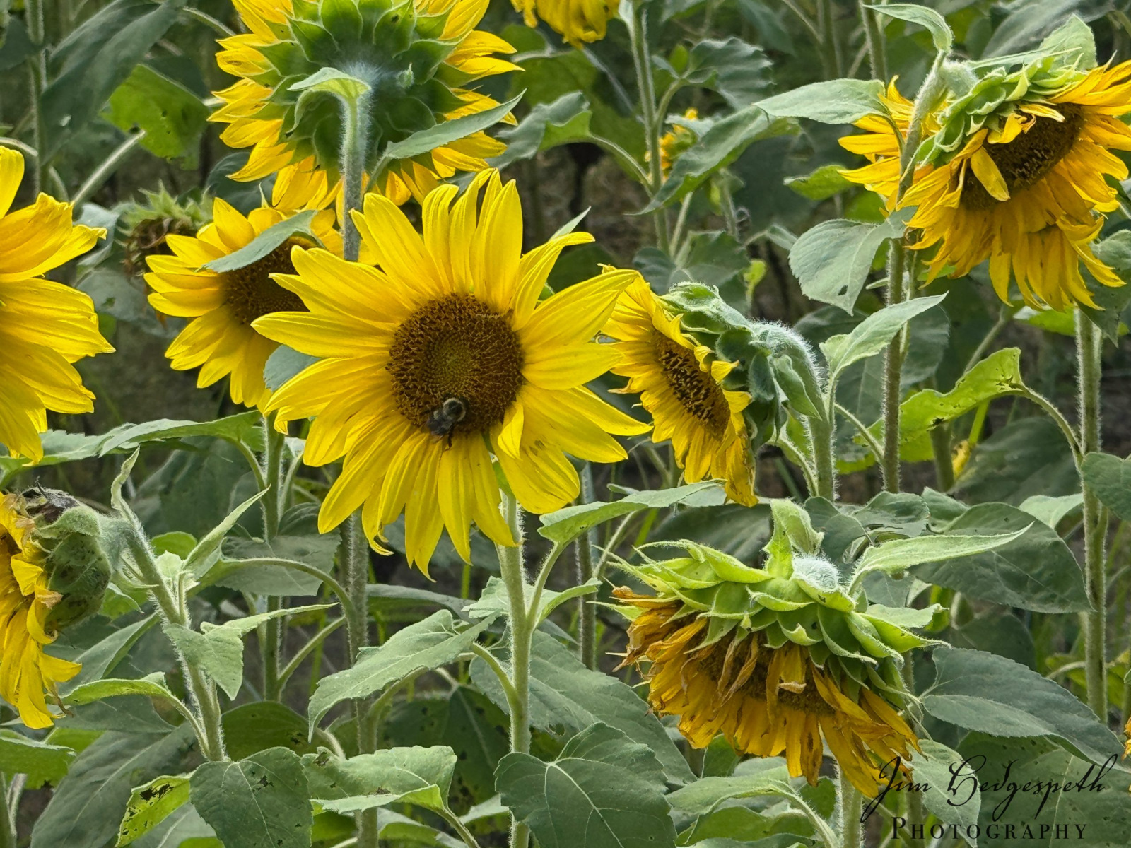 2026-08-18Sunflowers-4323-scaled