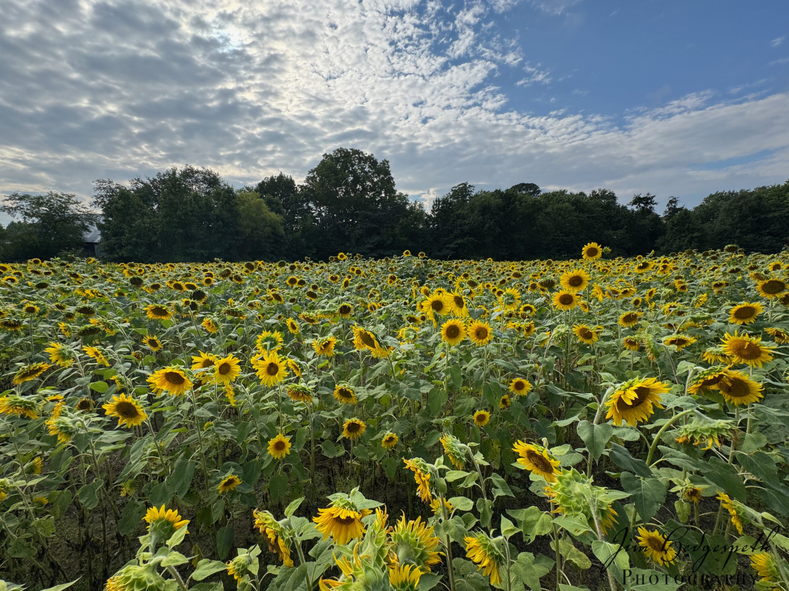 2026-08-18Sunflowers-4325-scaled