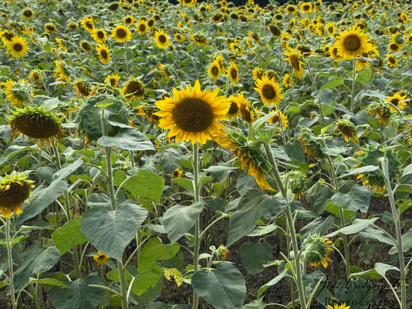 2026-08-18Sunflowers-4326-scaled