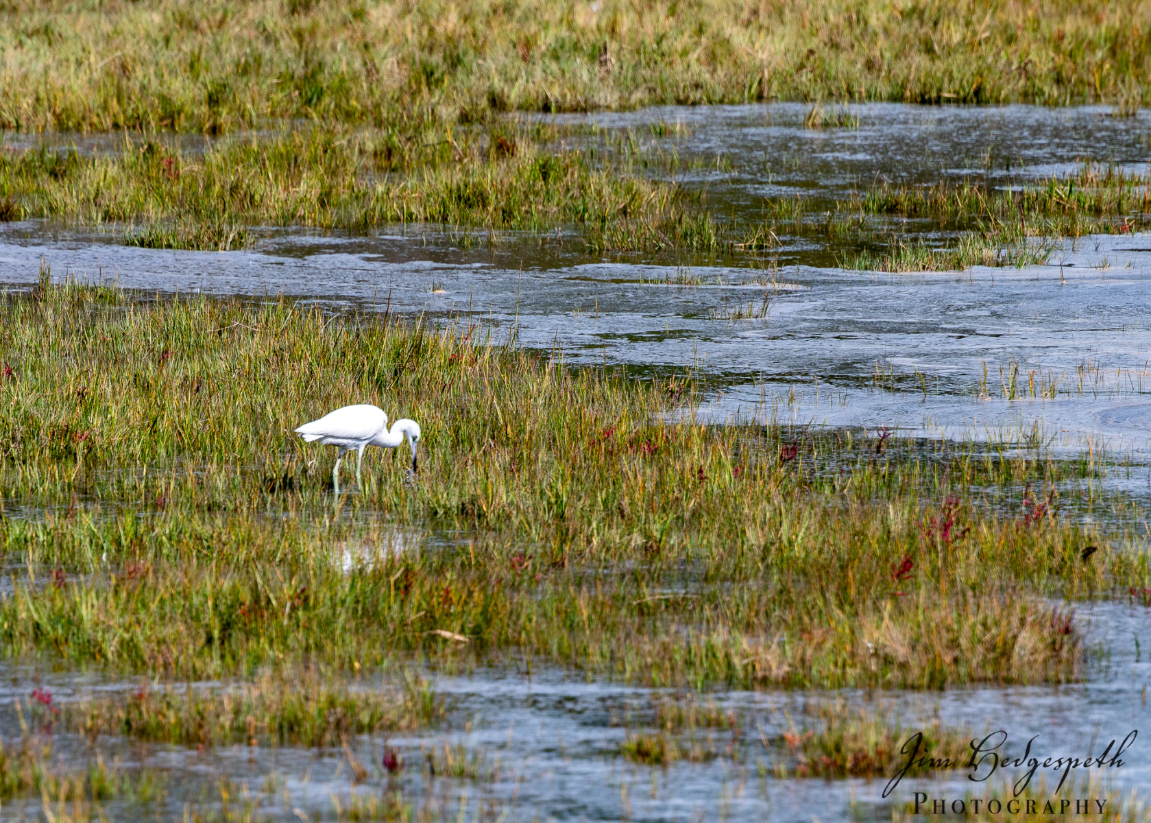 2026-09-30AssateagueStatePark-4356