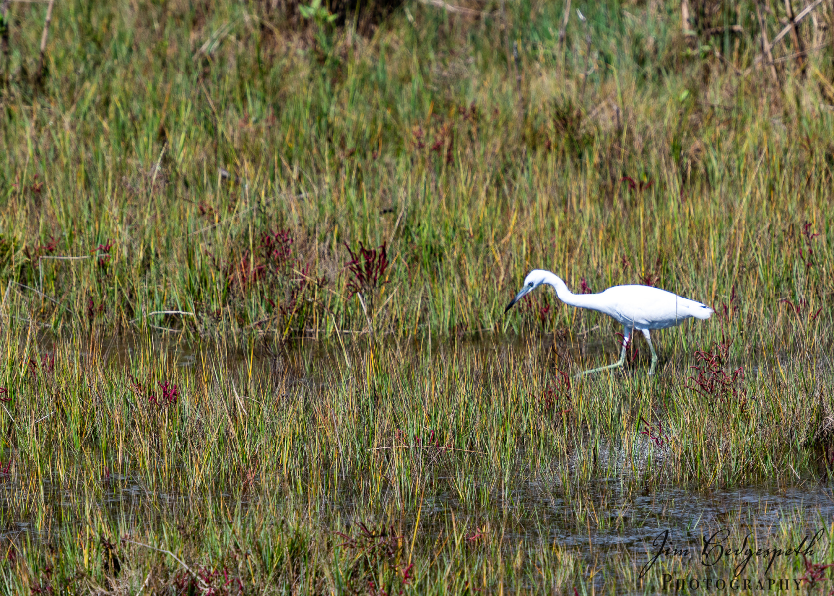 2026-09-30AssateagueStatePark-4369