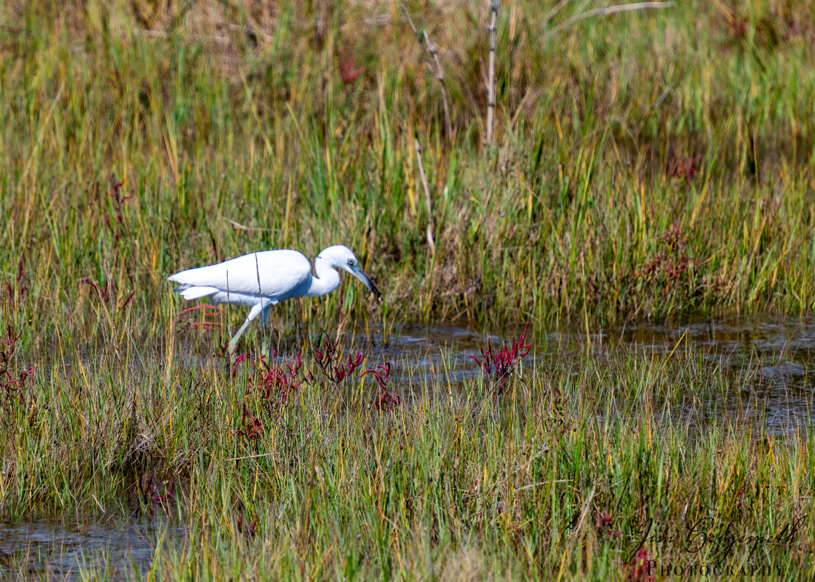 2026-09-30AssateagueStatePark-4371