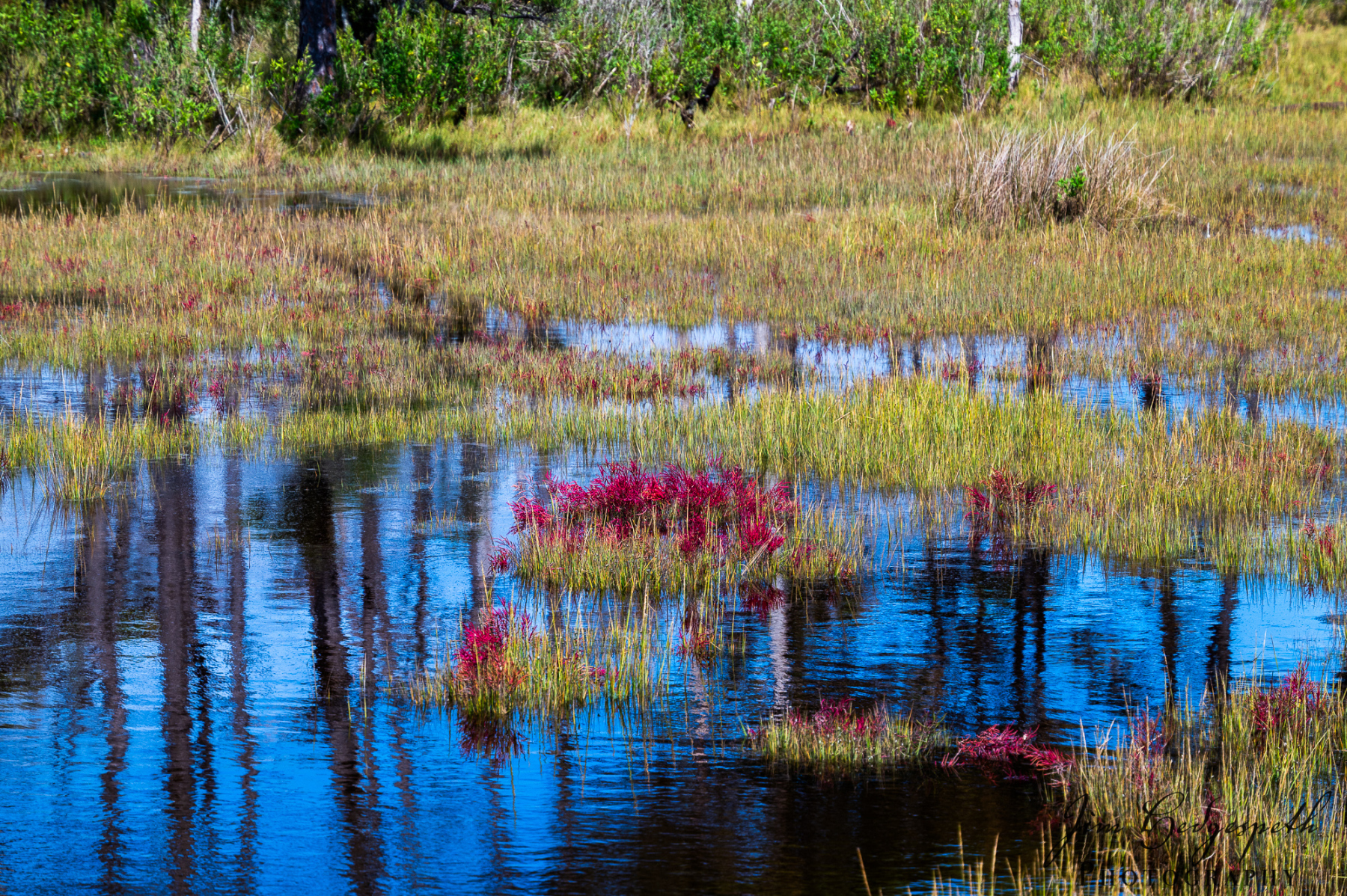 2026-09-30AssateagueStatePark-4406