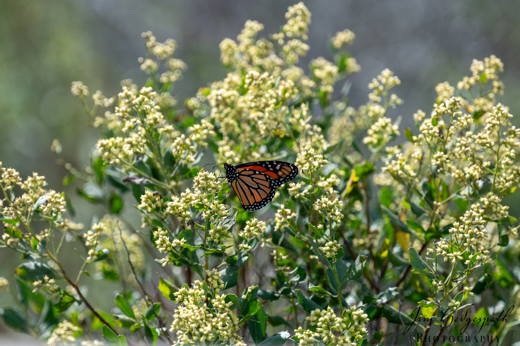2026-09-30AssateagueStatePark-4409